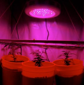 led light cannabis indoor
