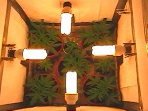 cfl lights indoor marijuana