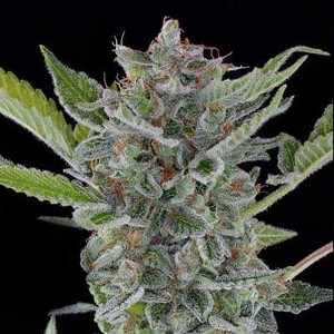 white widow cannabis seeds