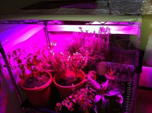 indoor marijuana grow lights