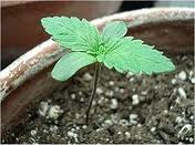 cannabis nutrients to germinate seeds