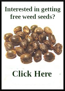 free marijuana seeds